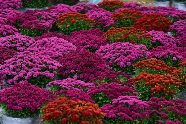 Quels sont les meilleurs systèmes de chauffage pour réduire votre empreinte carbone ?